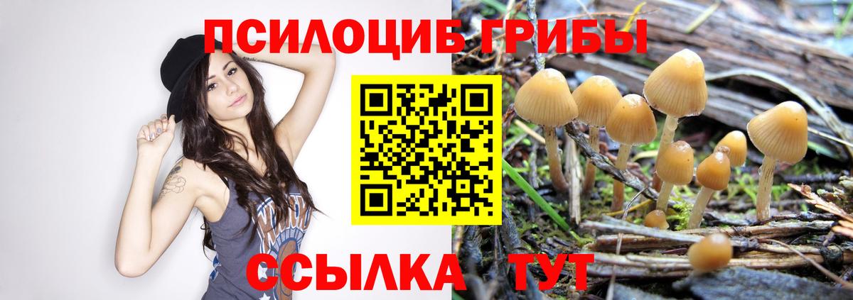 Псилоцибиновые грибы Psilocybine cubensis Чита
